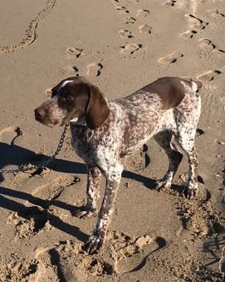 Cane da caccia