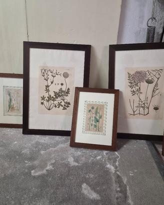 Set 6 Quadri Botanici Vintage  