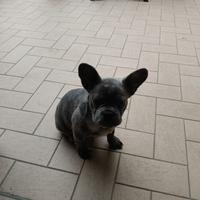 Bulldog Francese