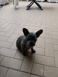 Bulldog Francese