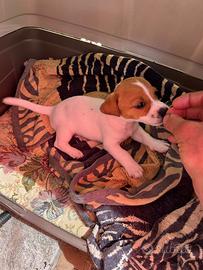 Cuccioli di jack russell