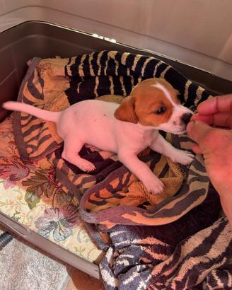 Cuccioli di jack russell