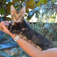 Cuccioli gatto bengala