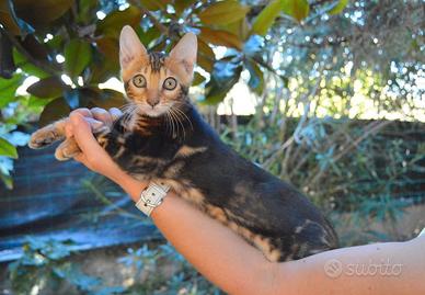 Cuccioli gatto bengala