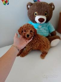 Barboncino toy