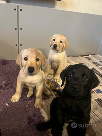 Cuccioli di Labrador