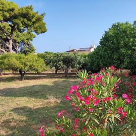 Lotto di terreno con progetto approvato