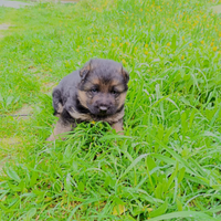 Cuccioli pastore tedesco originali