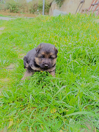 Cuccioli pastore tedesco originali