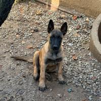 Cucciolo di pastore belga Malinois
