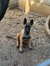 Cucciolo di pastore belga Malinois