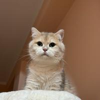 Regalare gratis un gatto British Shorthair