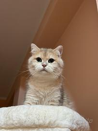Regalare gratis un gatto British Shorthair