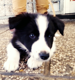 Border collie cucciolo maschio