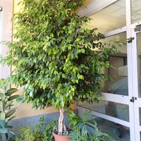FICUS BENJAMIN 