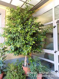 FICUS BENJAMIN 