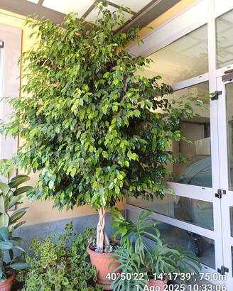 FICUS BENJAMIN 