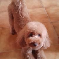 Barboncino nano per monta