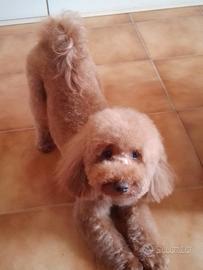 Barboncino nano per monta