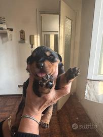 Cuccioli di Rottweiler
