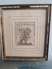 stampa e pergamena antiche