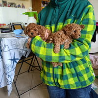 Cuccioli di barboncino toy e nani