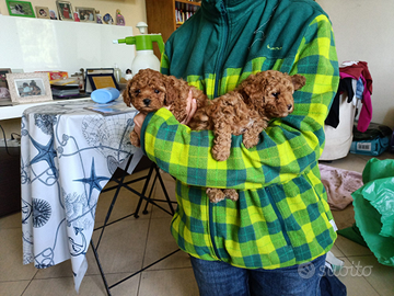 Cuccioli di barboncino toy e nani