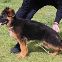 Pastore Tedesco con pedigree