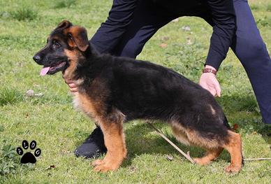 Pastore Tedesco con pedigree