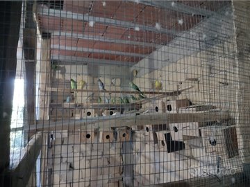 Pappagalli parrocchetti calopsite inseparabili