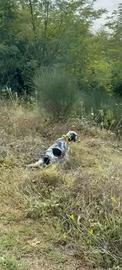 Setter inglese specialista su Beccacce