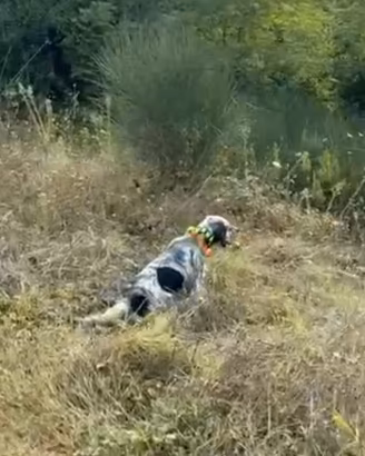 Setter inglese specialista su Beccacce