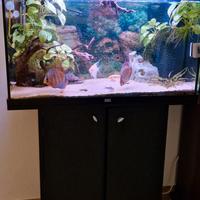 Acquario Juwel Rio 125 ( due acquari completi )