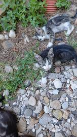 Gattini
