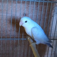 Pappagalli inseparabili