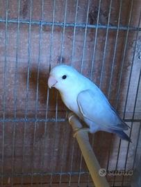 Pappagalli inseparabili