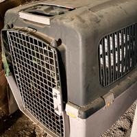 Trasporto cane per auto