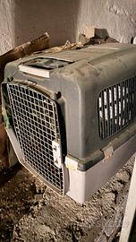 Trasporto cane per auto