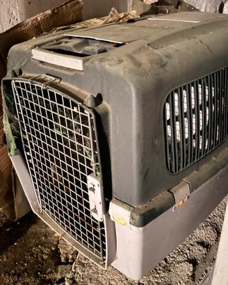 Trasporto cane per auto