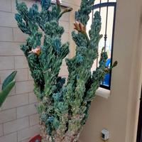 Cactus del Perù