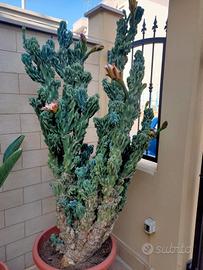 Cactus del Perù
