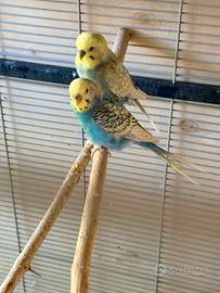 Pulli di cocorite nati 20/03/2026