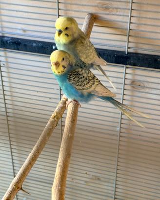 Pulli di cocorite nati 20/03/2026