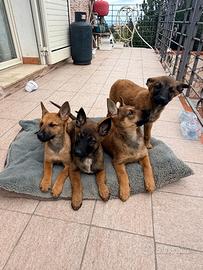 Pastore belga malinois