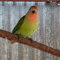 Inseparabile giovane