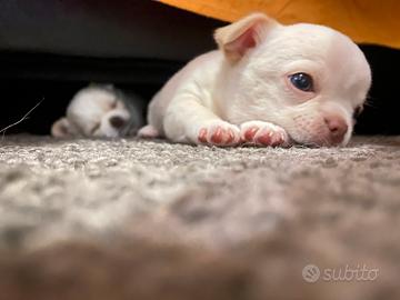 Cuccioli Chihuahua