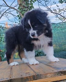 Cuccioli di Pastore Australiano