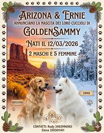 Cuccioli Golden Sammy Golden Retriever e Samoiedo