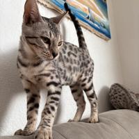 Due gatte razza bengala femmine silver
