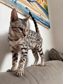 Due gatte razza bengala femmine silver